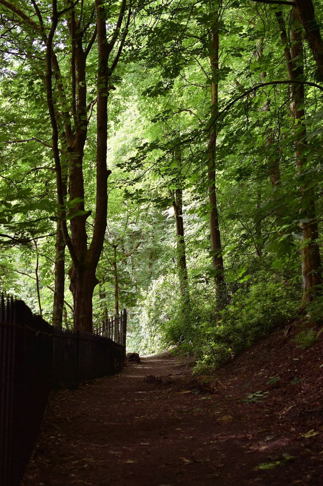 forest path mystery